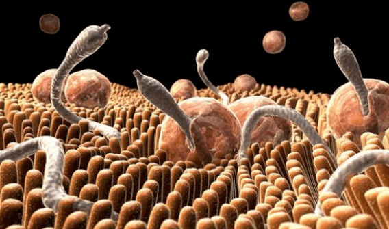 Parasites in the human body